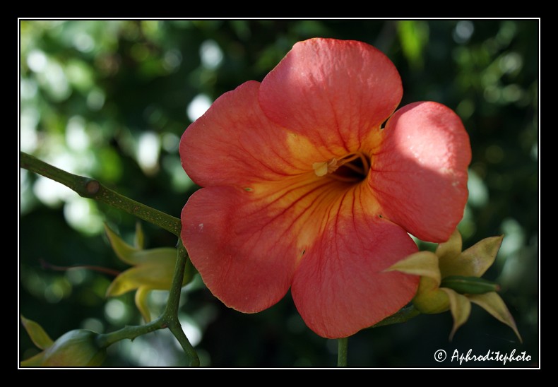 006 Fleurs